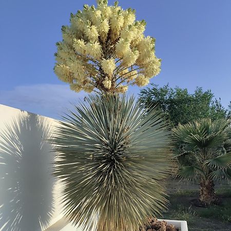 Cortijo Oro Verde B&B Tabernas Zewnętrze zdjęcie
