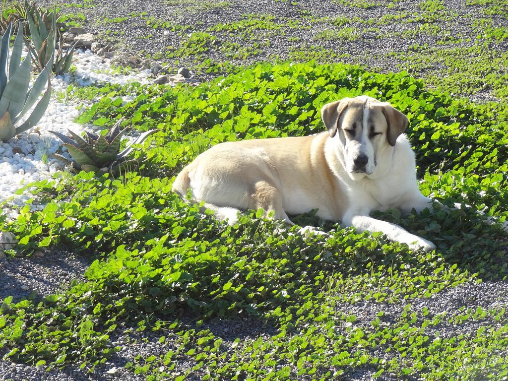 Cortijo Oro Verde B&B Tabernas Zewnętrze zdjęcie